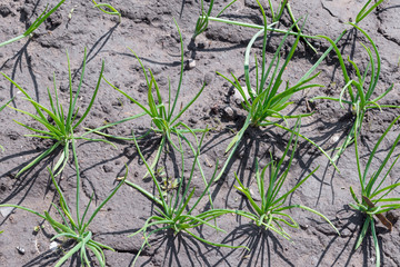 Growing green onions in the garden in the garden in the spring.