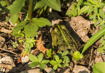 Grenouille du Grésivaudan - Chartreuse - Isère.