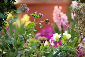 Frühlingsblumen