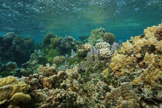 Shallow coral reef underwater with rain falling on the water surface, south Pacific ocean, French Polynesia, Lagoon of Bora Bora