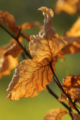 Herbstlaub Buche
