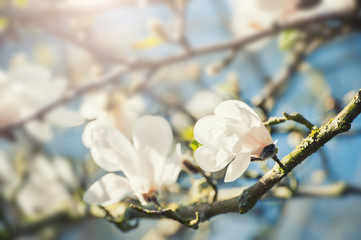 Blooming tree with white flowers.