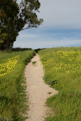 Trail Through A Meadow of Green Grasses