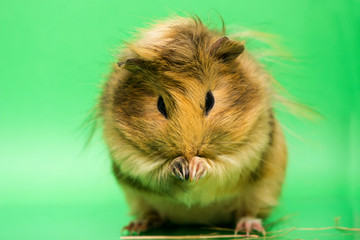 Cavy - cute pet