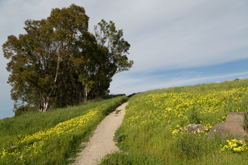 Fototapeta na wymiar Trail Through A Meadow of Green Grasses