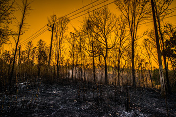 Forest condition in monsoon zone After the wildfire Severe burn Fire destroyed everything Left only scorched trees and ashes.