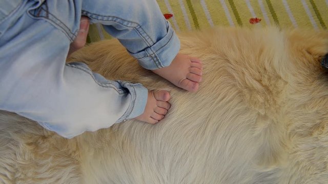 Baby caresses the dog. Baby feet. Golden Retriever. Pet Therapy. Dog Therapy. Video