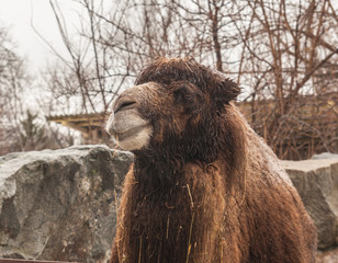Camel at the zoo in winter