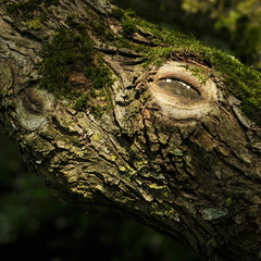 Vieux saule, imagination 