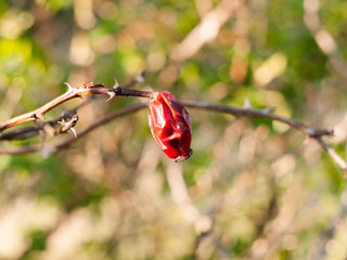 A close up of a red berry dead drained and shrivelled, rose hip spring dying