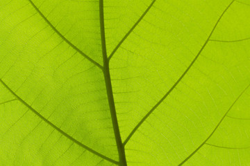 Naklejka na ściany i meble Green teak leaf texture or background