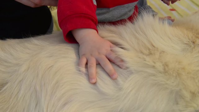 Baby caresses the dog. Pet Therapy. Dog Therapy. Video.