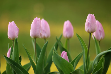 Tulpen