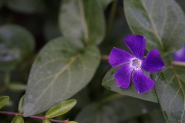 Makrofotografie in der Natur