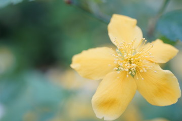 Makrofotografie in der Natur