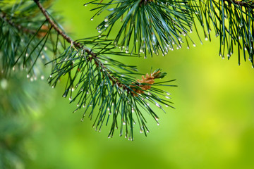 Branch of pine-tree with young cone and rain drops on needles