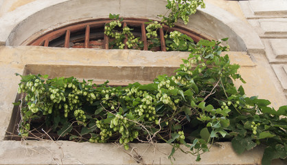 The ruins of the old house are braided with hops 4
