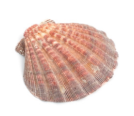 Ocean shell