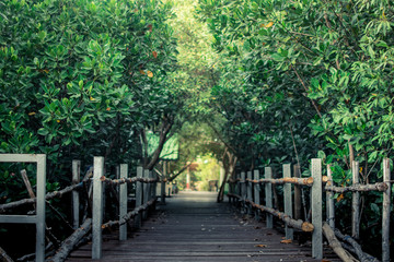 sea forest walk way