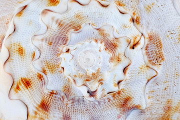 Sea shell