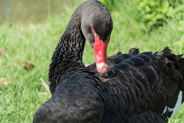 Black Swan (Cygnus)