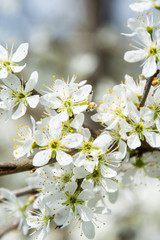 Clouseup of white plum flower