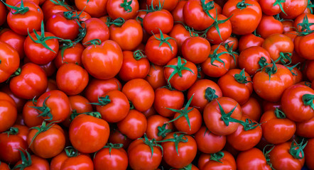 group of red tomatoes