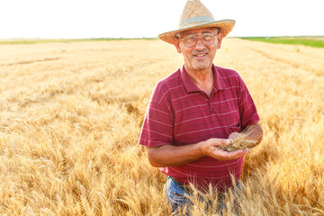 Portrait of senior farmer in a field examining wheat crop.