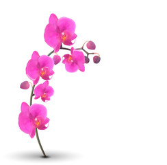 Fototapeta na wymiar Naturalistic Beautiful Colorful Pink Orchid on White Background.