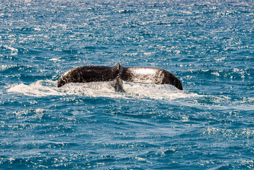 Whale