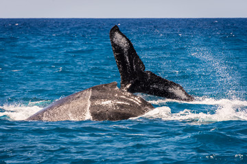 Whales