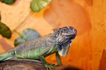 iguana