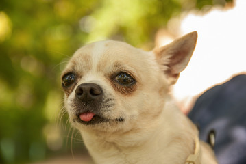 Chihuahua portrait outdoors 