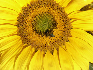 Obraz premium FLOWERS