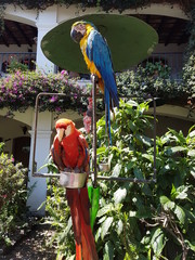 Papageien, Papagei in einem Innenhof in Guatemala