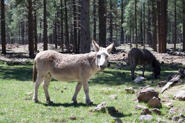 Naklejka na ściany i meble Donkey