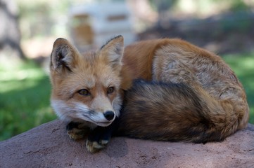 Fluffy Fox