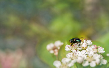 Naklejka premium dung fly green sits on a small white inflorescences. A horizontal frame.