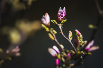 Fototapeta na wymiar Blooming magnolia in spring