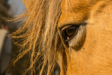 Ein Pferdekopf mit M&auml;hne und Auge leuchtet in der Sonne im Fr&uuml;hling. 