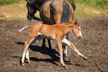 Cheerful young foal on the meadow