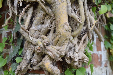 face in a tree