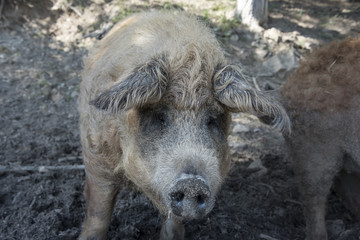 Mangalitzaschwein Eben