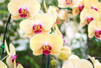 Yellow phalaenopsis orchid flower