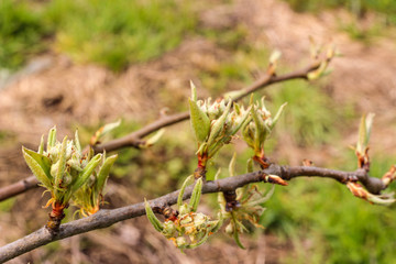 Spring flowers on fruit trees