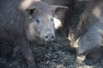Glückliches Mangalitzaschwein