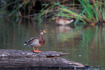 Canard colvert