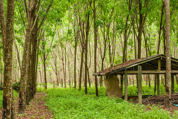 Abonden house in plantation in South of Thailand