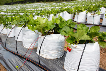 Growing vegetables Planting strawberries in Thailand
