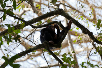 Schimpanse hoch oben in den Bäumen im Kibale Nationalpark